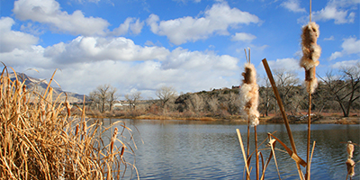 cattails in front of lake